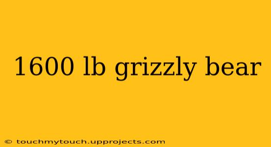 1600 lb grizzly bear