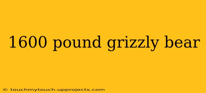 1600 pound grizzly bear