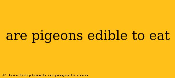 are pigeons edible to eat