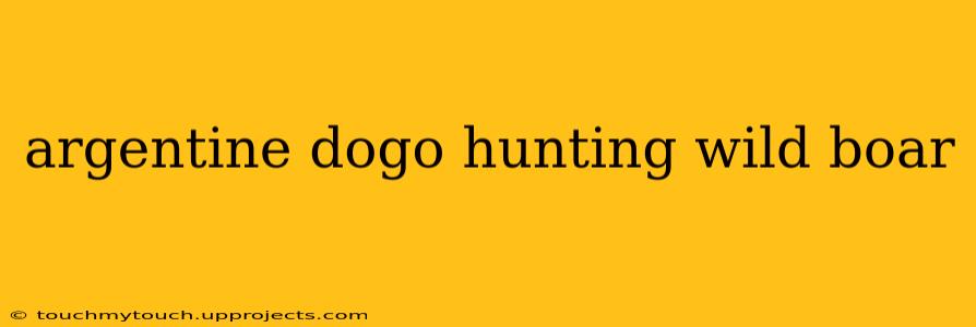 argentine dogo hunting wild boar
