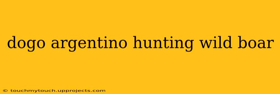 dogo argentino hunting wild boar
