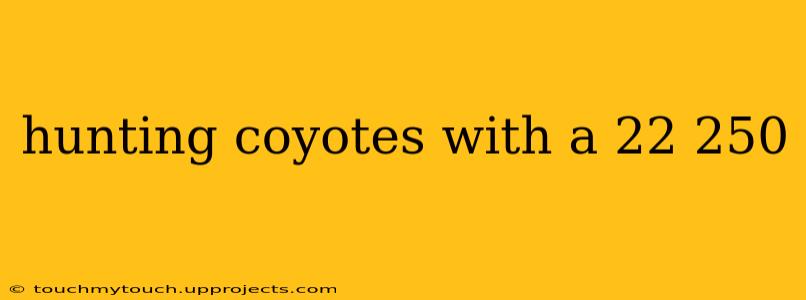 hunting coyotes with a 22 250