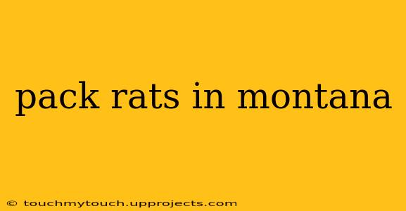 pack rats in montana
