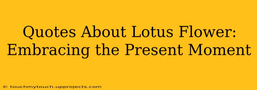 Quotes About Lotus Flower: Embracing the Present Moment