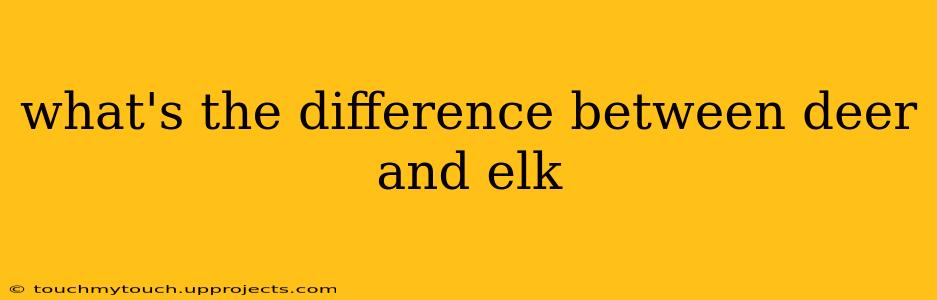 what's the difference between deer and elk