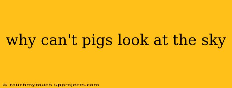why can't pigs look at the sky